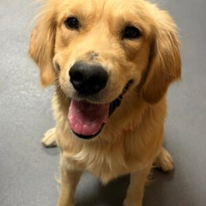 Gunner-4-5 years old (Male)