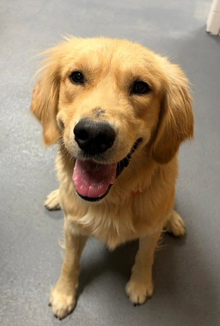 Gunner-4-5 years old (Male)