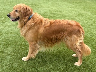BONDED PAIR! Kyon & Creed- 4 years old (Males) - Image 11