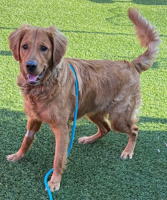 Jake-10 months old (Male) - Image 3