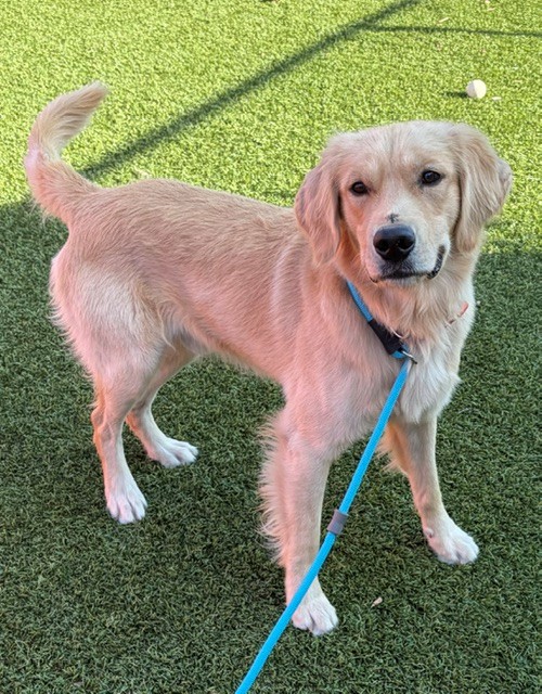 Gunner-4-5 years old (Male) - Image 2