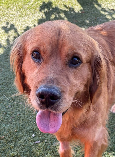 Scout-18 months old (Male) - Image 2