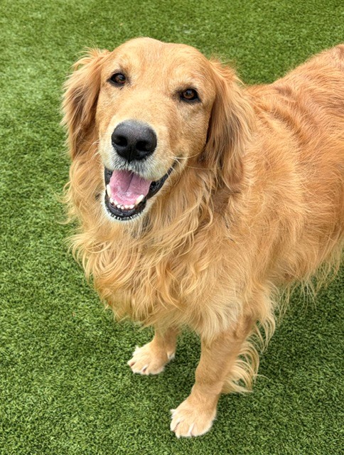 BONDED PAIR! Kyon & Creed- 4 years old (Males) - Image 2