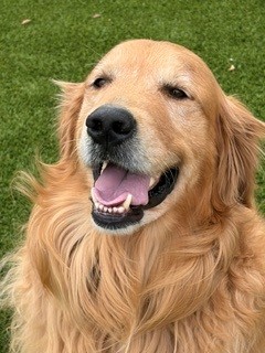 BONDED PAIR! Kyon & Creed- 4 years old (Males) - Image 12