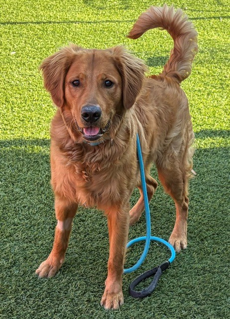 Jake-10 months old (Male) - Image 4