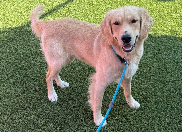 Gunner-4-5 years old (Male) - Image 3