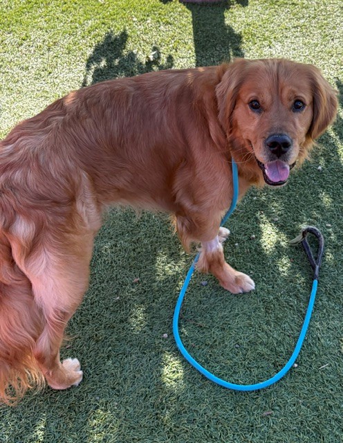 Scout-18 months old (Male) - Image 3