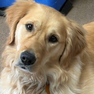 Annie-3 years old (Female)