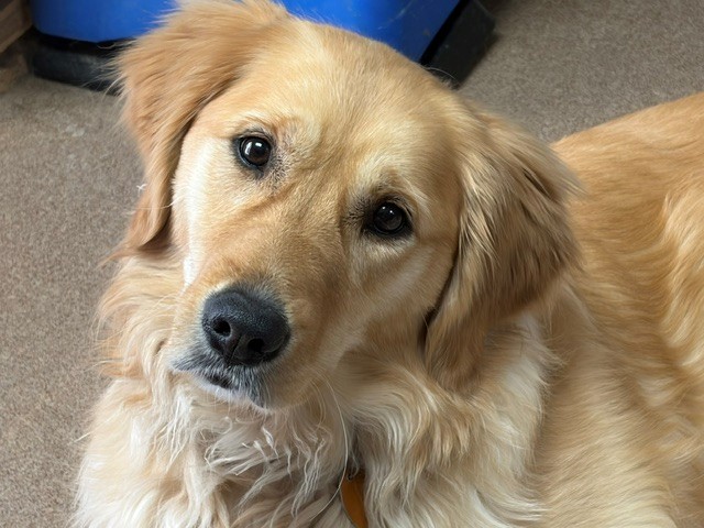 Annie-3 years old (Female)