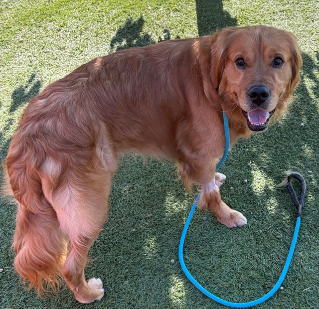 Scout-18 months old (Male) - Image 4