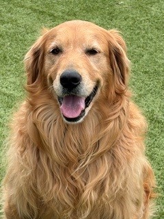 BONDED PAIR! Kyon & Creed- 4 years old (Males) - Image 14