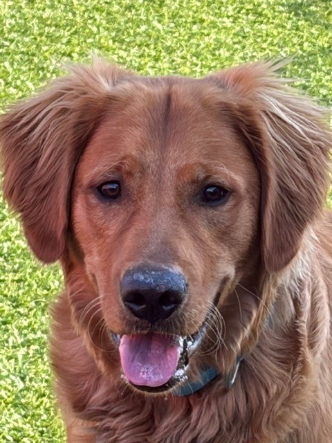 Jake-10 months old (Male) - Image 5