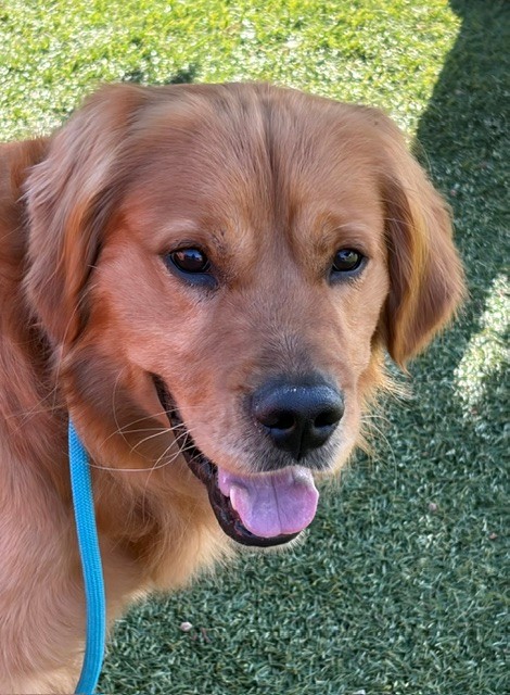 Scout-18 months old (Male) - Image 5