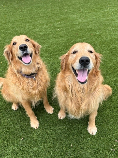 BONDED PAIR! Kyon & Creed- 4 years old (Males) - Image 5