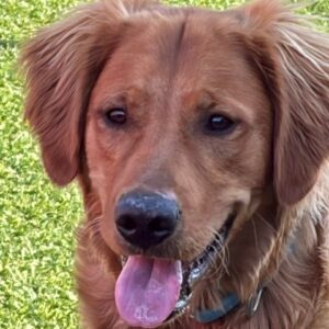 Jake-10 months old (Male)