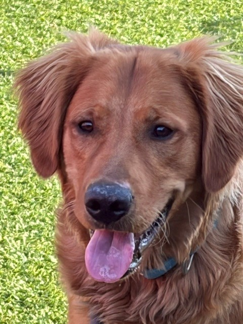 Jake-10 months old (Male)