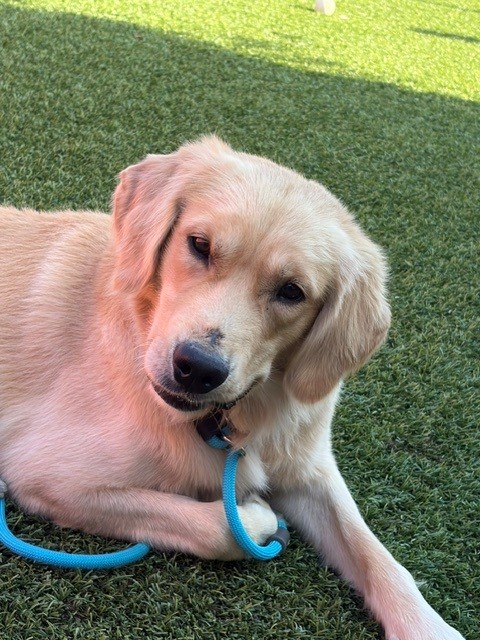 Gunner-4-5 years old (Male) - Image 6