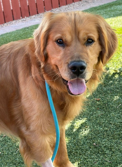 Scout-18 months old (Male) - Image 6