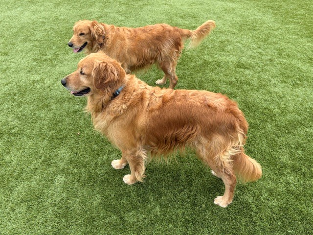 BONDED PAIR! Kyon & Creed- 4 years old (Males) - Image 6