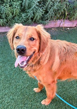 Jake-10 months old (Male) - Image 7