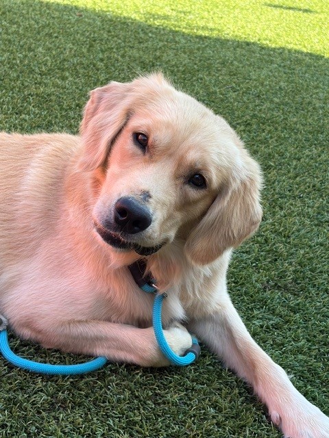Gunner-4-5 years old (Male) - Image 7