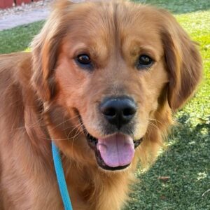Scout-18 months old (Male)