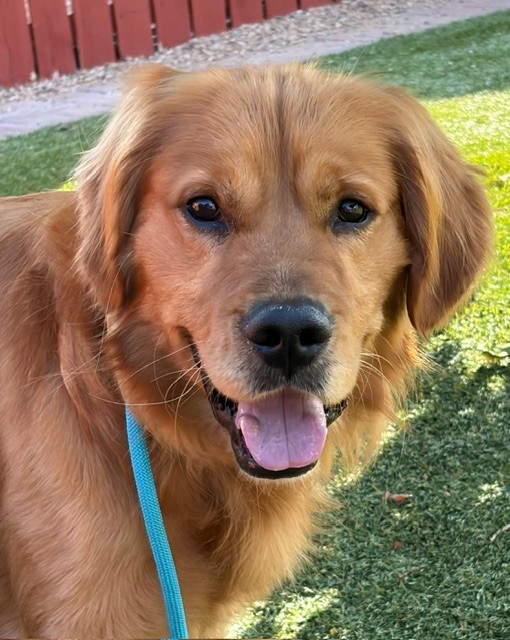 Scout-18 months old (Male)