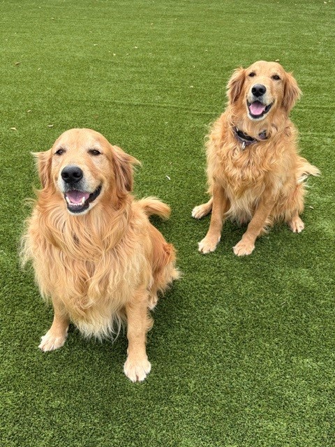 BONDED PAIR! Kyon & Creed- 4 years old (Males) - Image 7