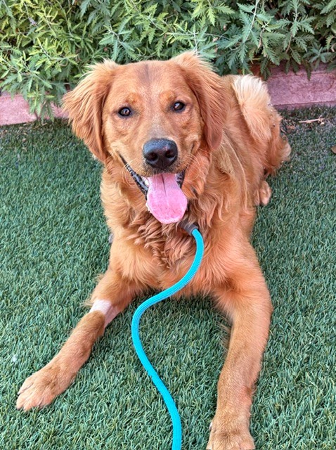 Jake-10 months old (Male) - Image 6