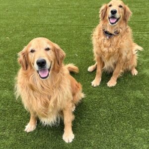 BONDED PAIR! Kyon & Creed- 4 years old (Males)