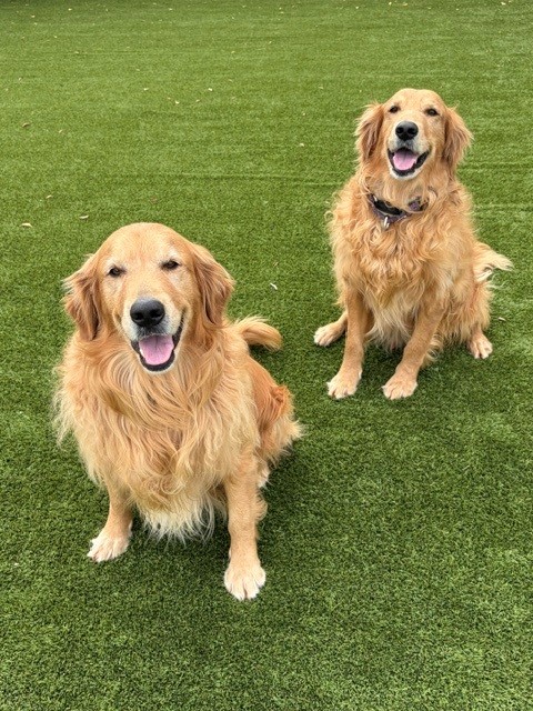 BONDED PAIR! Kyon & Creed- 4 years old (Males)