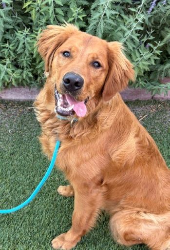 Jake-10 months old (Male) - Image 8