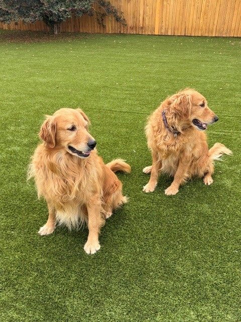 BONDED PAIR! Kyon & Creed- 4 years old (Males) - Image 9