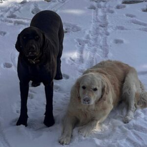 COMING SOON! BONDED PAIR! Daisy (Golden Retriever) & Duke (Lab-5.5 years old)