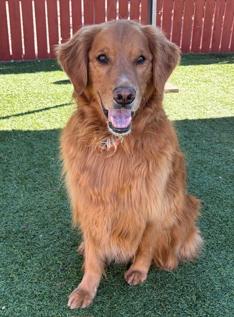 Charlie Wayne-5.5 years old Golden Retriever mix (Male) - Image 9