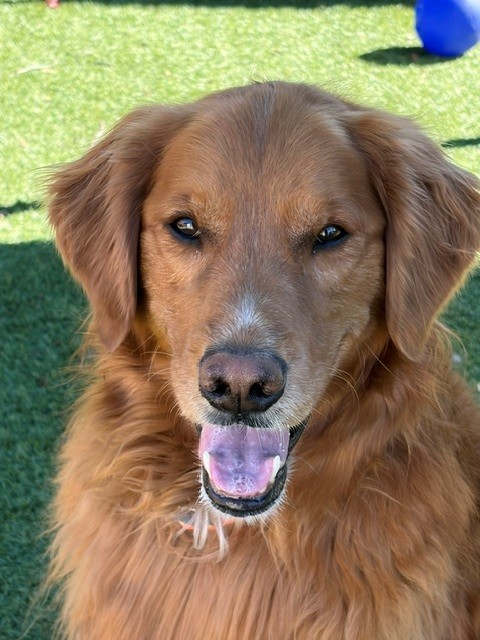 Charlie Wayne-5.5 years old Golden Retriever mix (Male) - Image 10