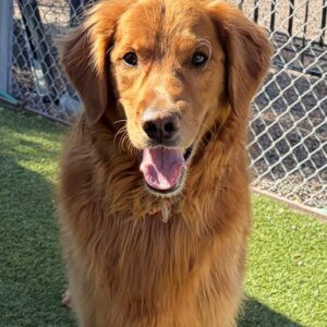 Charlie Wayne-5.5 years old Golden Retriever mix (Male)