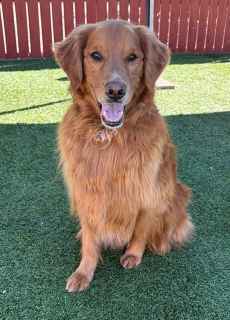 Charlie Wayne-5.5 years old Golden Retriever mix (Male) - Image 14