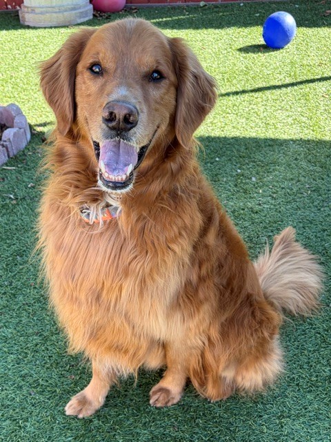 Charlie Wayne-5.5 years old Golden Retriever mix (Male) - Image 3