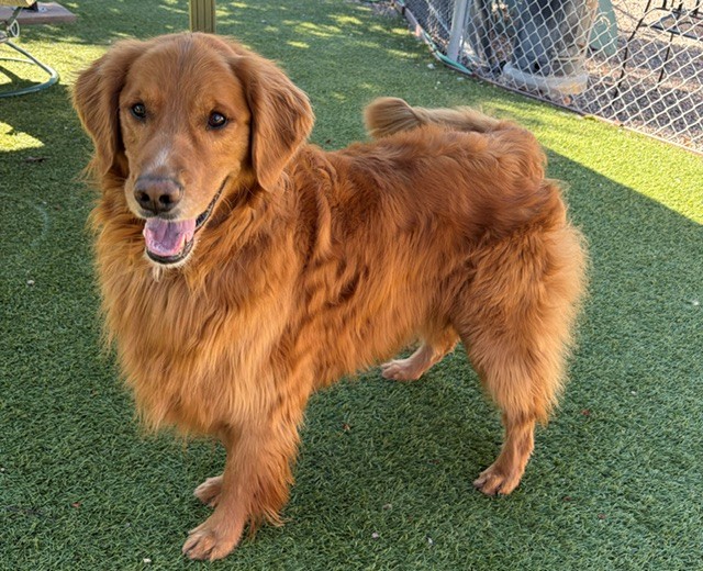 Charlie Wayne-5.5 years old Golden Retriever mix (Male) - Image 4