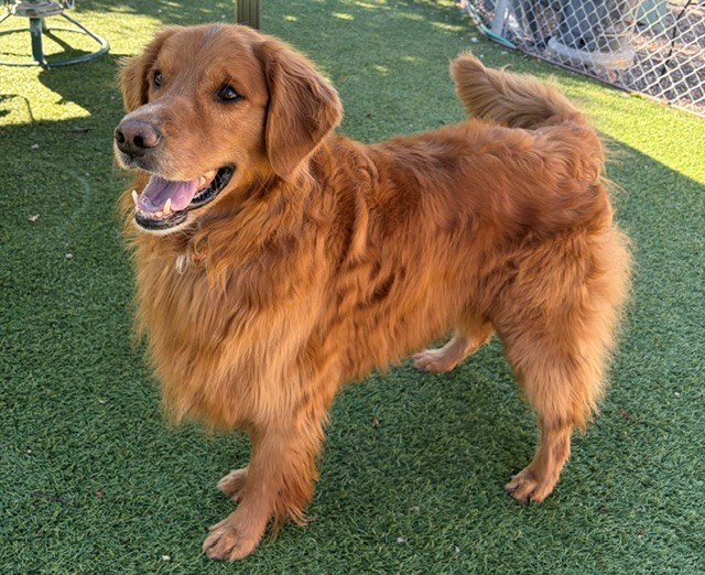 Charlie Wayne-5.5 years old Golden Retriever mix (Male) - Image 5