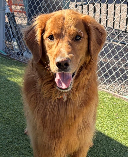 Charlie Wayne-5.5 years old Golden Retriever mix (Male) - Image 6