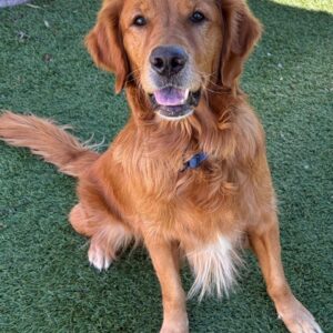 Henry-4 years old (Male)