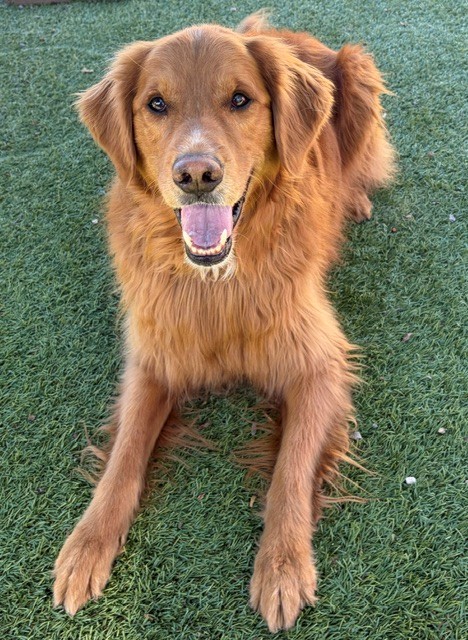 Charlie Wayne-5.5 years old Golden Retriever mix (Male) - Image 7