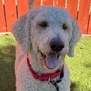 Brady-4 years old (Goldendoodle) Male