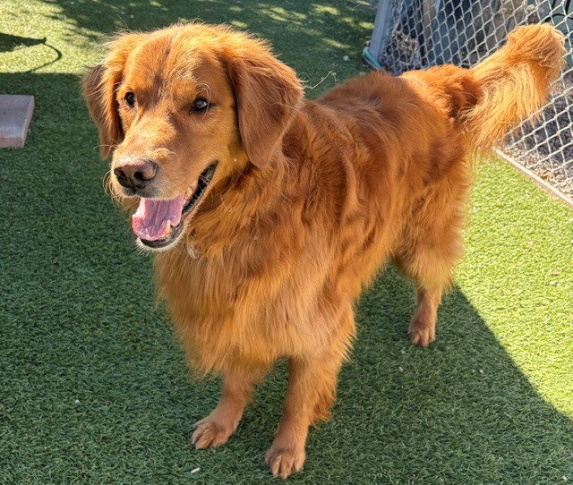 Charlie Wayne-5.5 years old Golden Retriever mix (Male) - Image 8