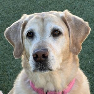 Joy-8 Years old (Golden Retriever/Lab mix) Female