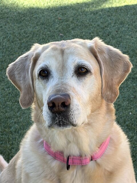 Joy-8 Years old (Golden Retriever/Lab mix) Female