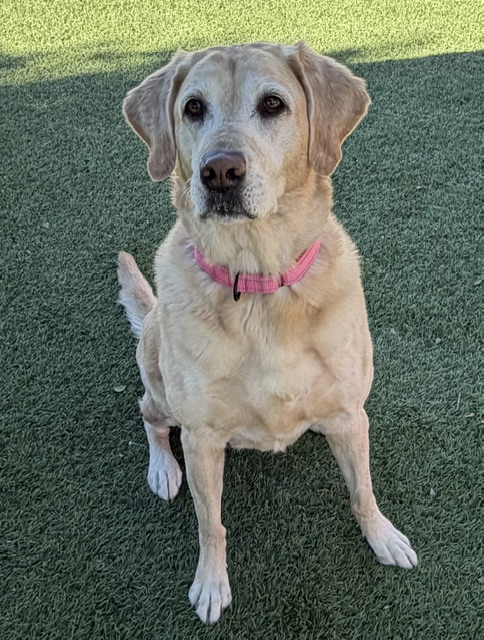 Joy-8 Years old (Golden Retriever/Lab mix) Female - Image 2