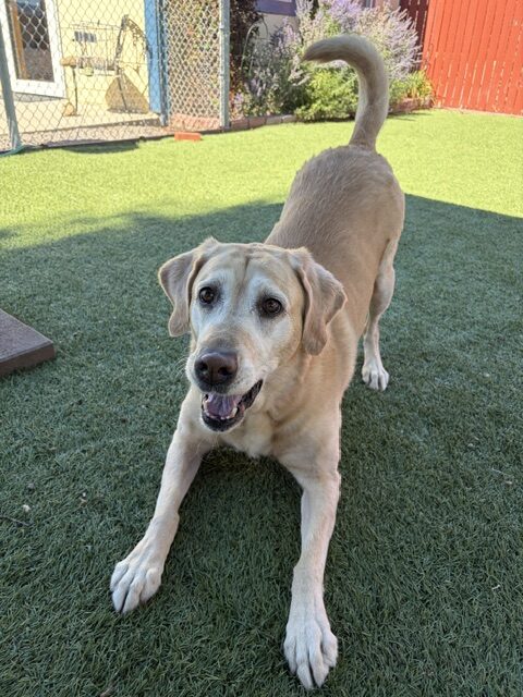 Joy-8 Years old (Golden Retriever/Lab mix) Female - Image 3